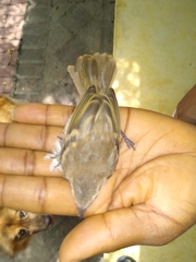 Nesotriccus incomtus