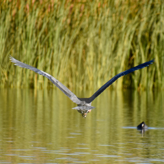 Ardea herodias