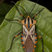 Thasopsis formidabilis - Photo 由 Karl Kroeker 所上傳的 (c) Karl Kroeker，保留部份權利CC BY-NC
