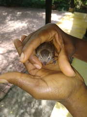 Nesotriccus incomtus