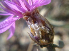 Centaurea sterilis