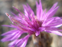 Centaurea sterilis