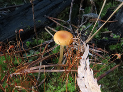 Loreleia postii
