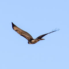 Buteo jamaicensis