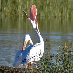 Pelecanus erythrorhynchos