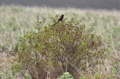 Euplectes psammacromius