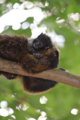 Callicebus personatus