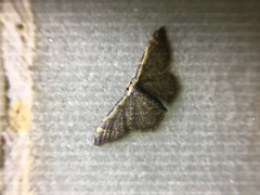 Idaea costiguttata