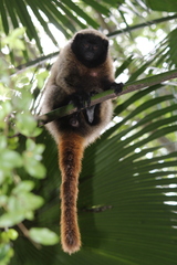 Callicebus personatus