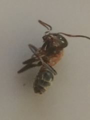 Liometopum microcephalum