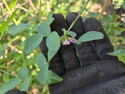 Texas Milkpea (Galactia texana)