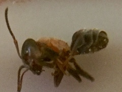 Liometopum microcephalum