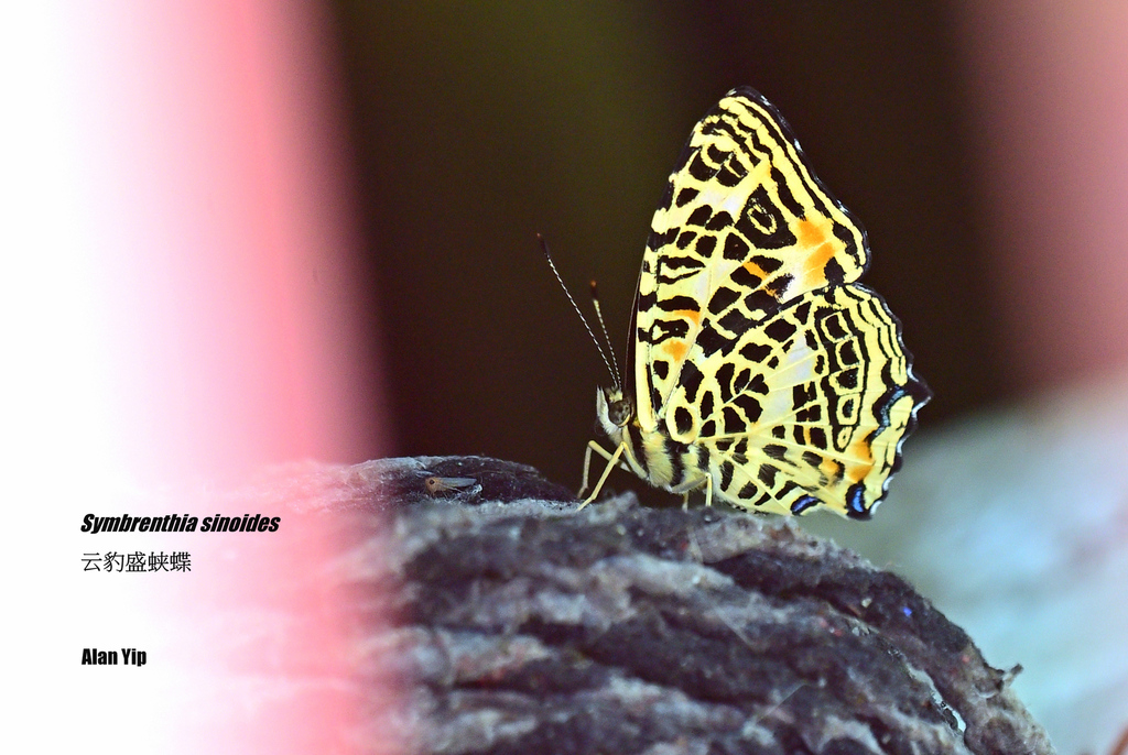 Symbrenthia sinoides