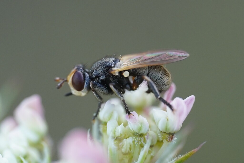 Thecophora distincta