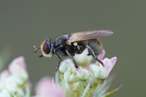Thecophora distincta