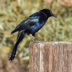Quiscalus mexicanus