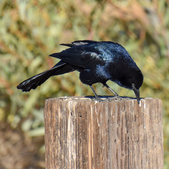 Quiscalus mexicanus