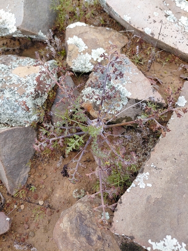 Pelargonium carnosum (Pelargonium carnosum)
