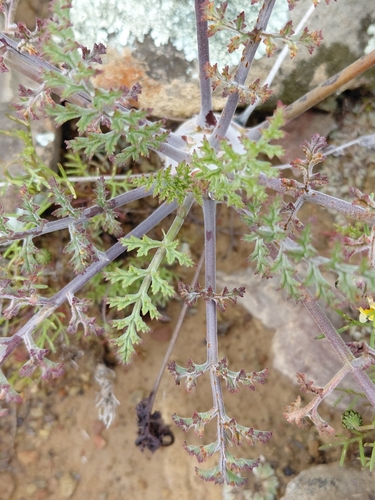 Pelargonium carnosum, photograph 6