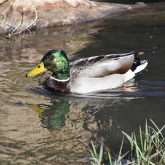 Anas platyrhynchos