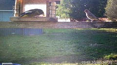 Coccothraustes vespertinus brooksi