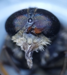 Hybomitra distinguenda