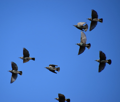 Sturnus vulgaris