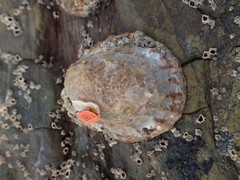 Cellana denticulata