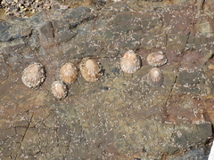Cellana denticulata