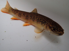 Salvelinus fontinalis image