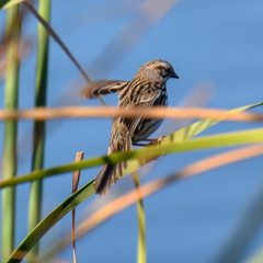 Melospiza melodia