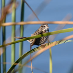 Melospiza melodia