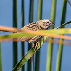 Melospiza melodia