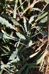 Oenothera californica