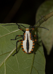 Thasopsis formidabilis