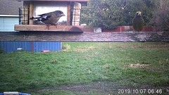 Coccothraustes vespertinus brooksi