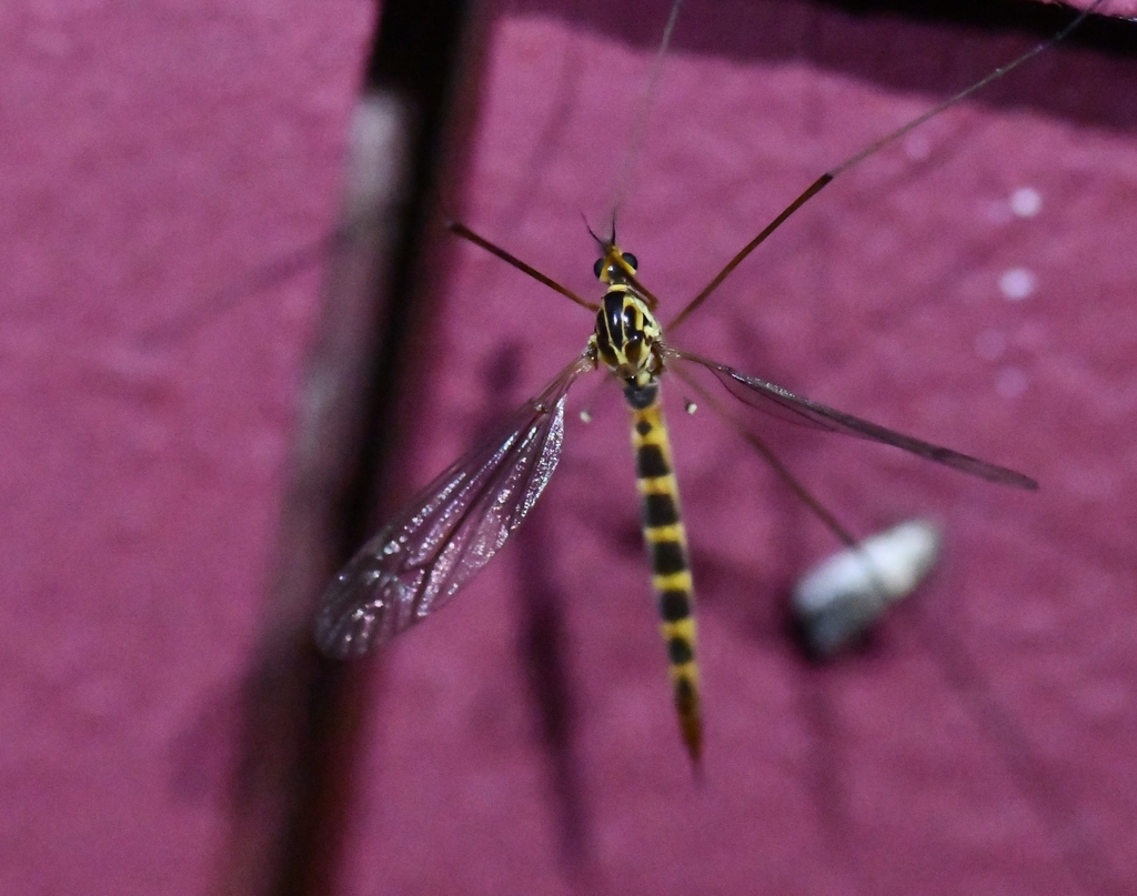 Nephrotoma pedunculata