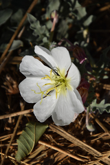 Oenothera californica