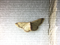 Idaea impexa