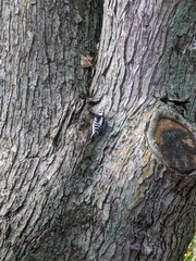 Dryobates pubescens