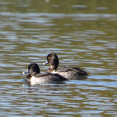 Aythya collaris