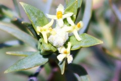Pimelea microcephala