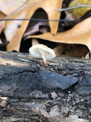 Lentinellus subaustralis