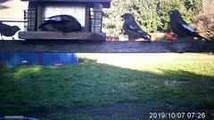 Coccothraustes vespertinus brooksi