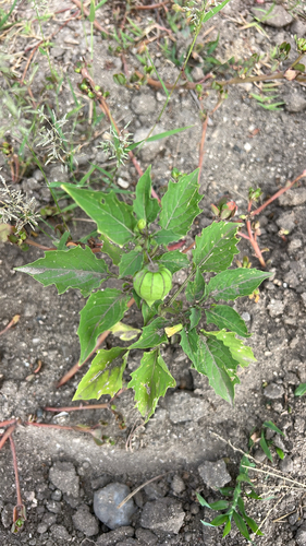 Physalis angulata observed 2025-08-05