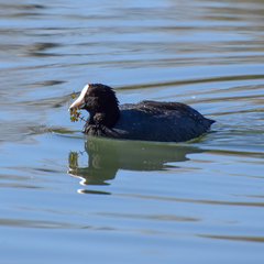 Fulica americana