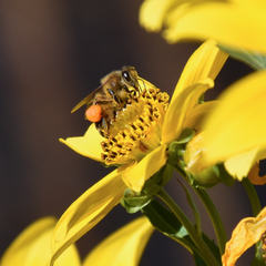 Apis mellifera