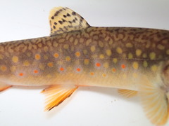 Salvelinus fontinalis image