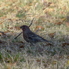 Haemorhous mexicanus