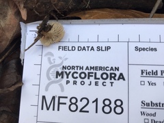 Lentinellus subaustralis